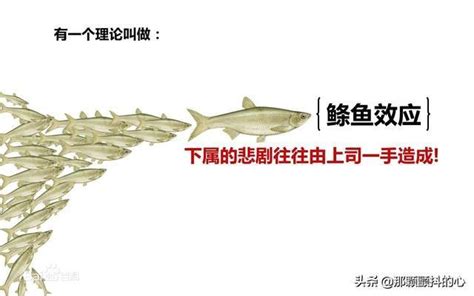 鰷魚效應|生活中的鰷魚效應